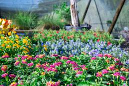 flowers section of a nursery