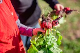 child holding radishes